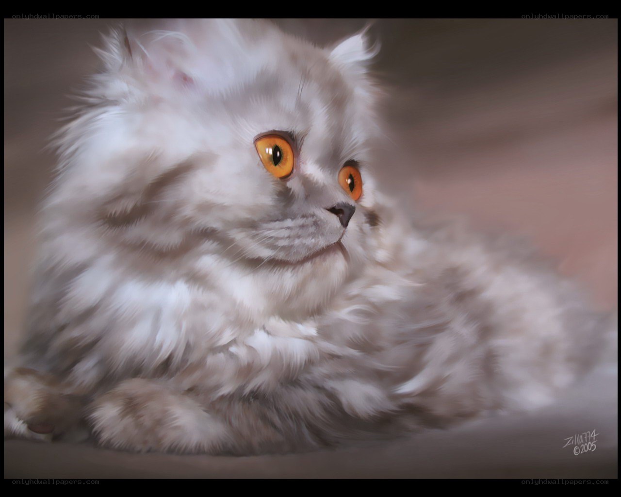 fluffy white cat with orange eyes