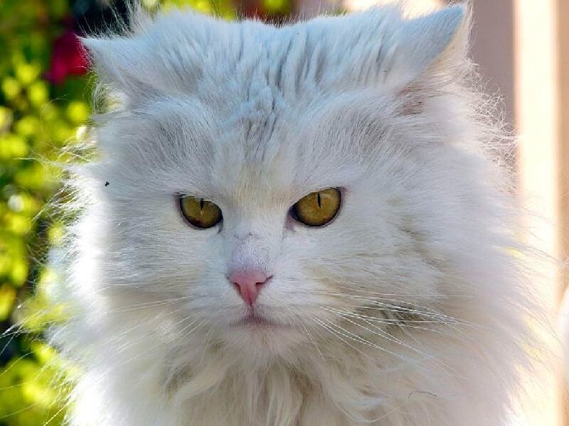 fluffy white cat with yellow eyes