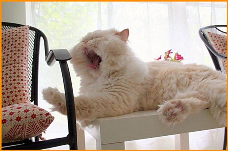 Fluffy White Cat Yawning