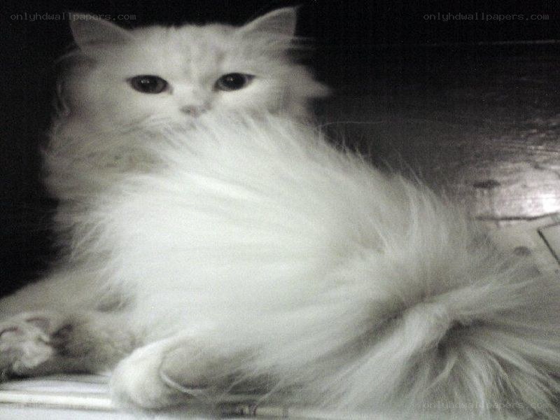 fluffy white cat
