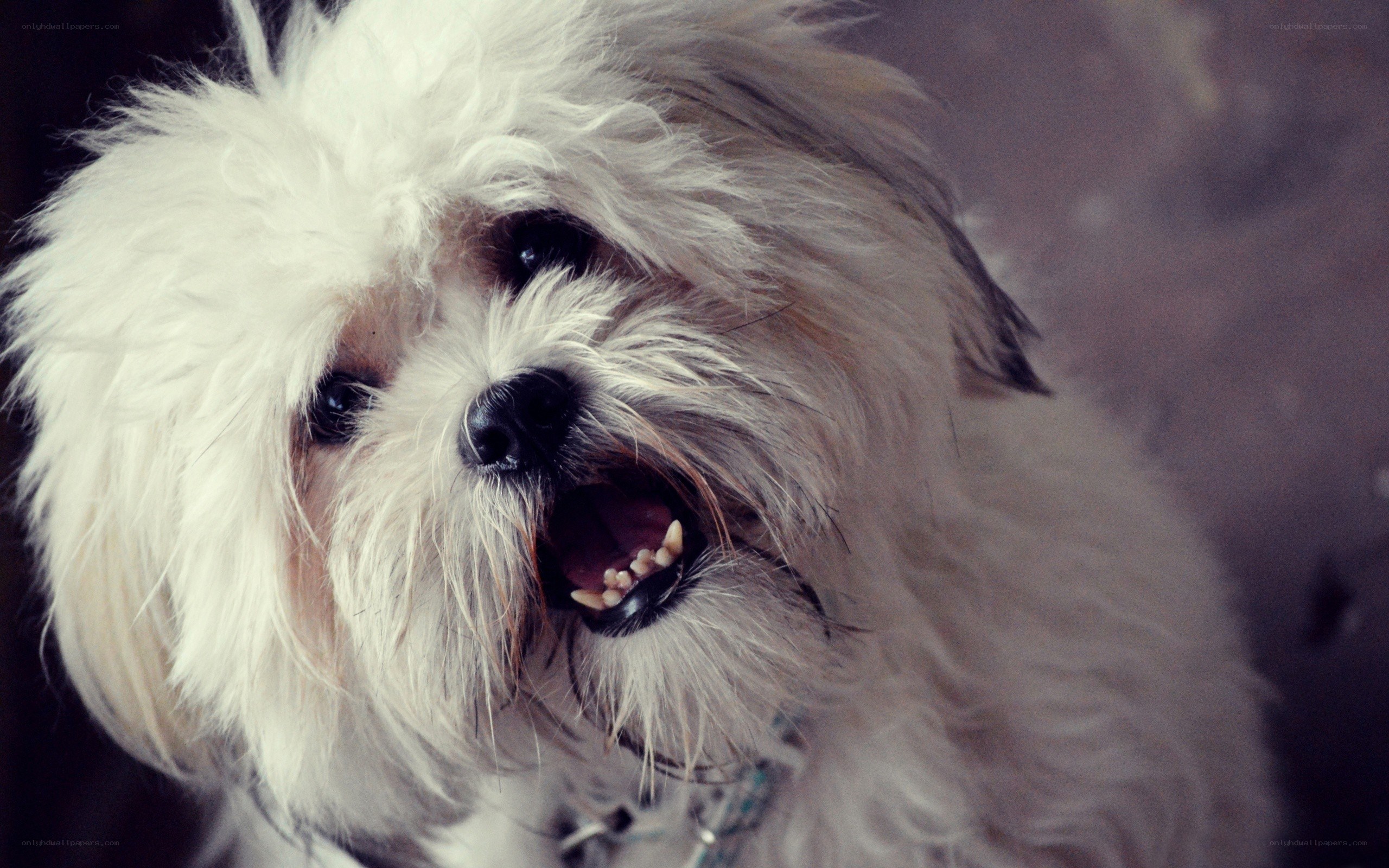 fluffy white dog barking