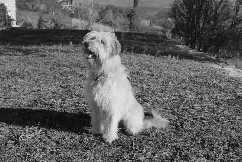 Fluffy White Dog — Black