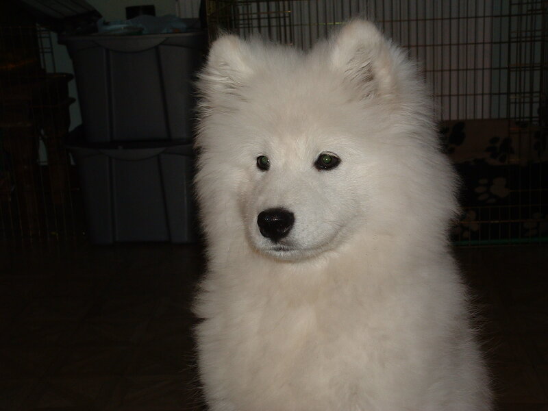 fluffy white dog in a room