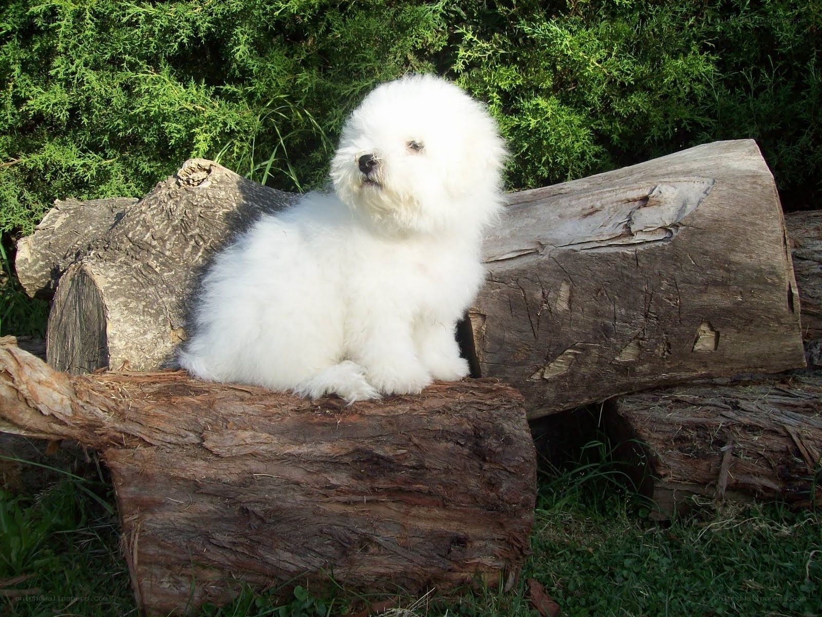 fluffy white dog on logs