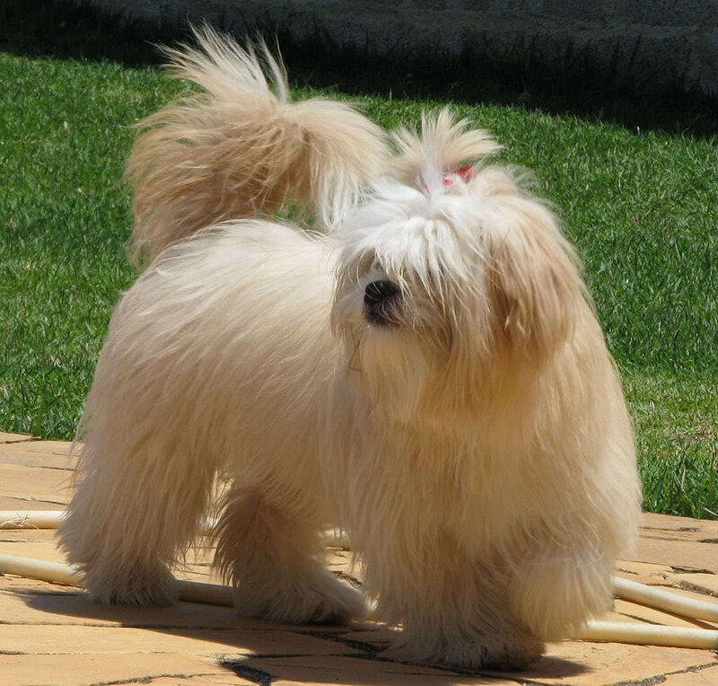 fluffy white dog on patio