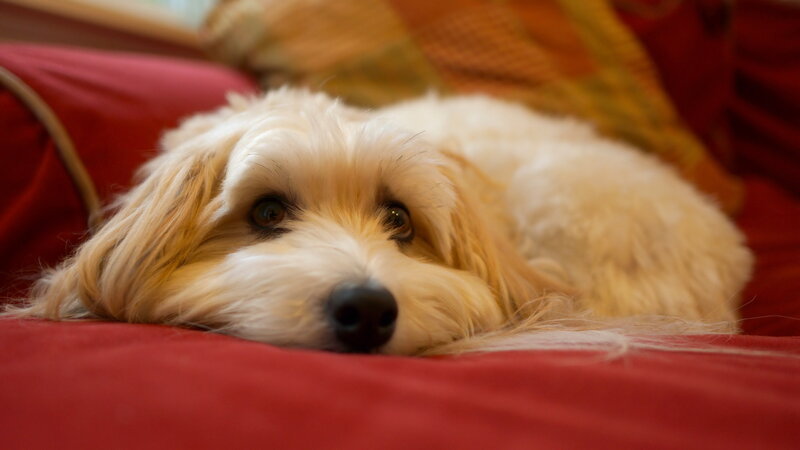 Fluffy White Dog — Red