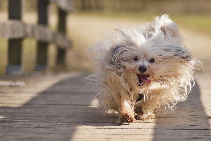 Fluffy White Dog Running — Active, Afternoon