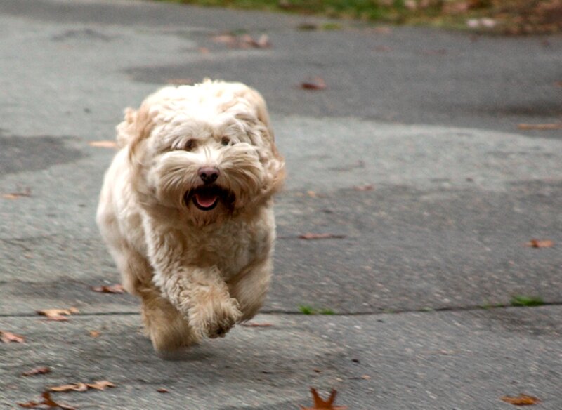 Fluffy White Dog Running — Active