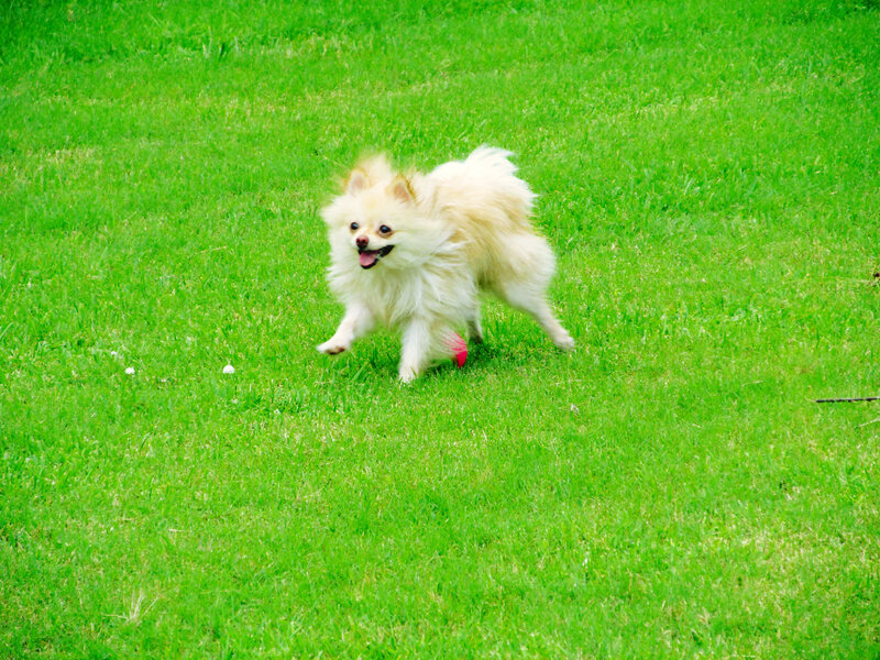 Fluffy White Dog Running — Green