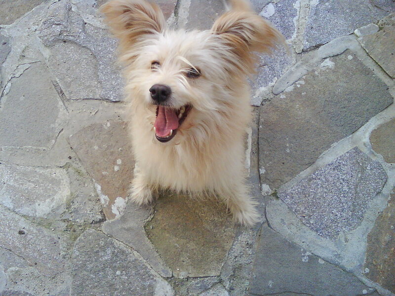 Fluffy White Dog