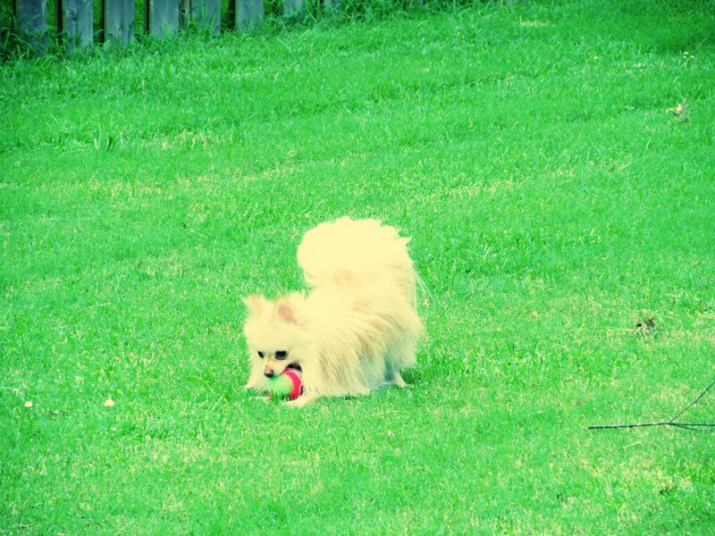 Fluffy White Dog with Ball