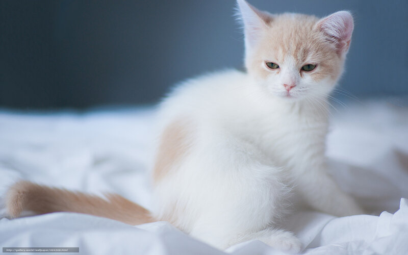 fluffy white kitten
