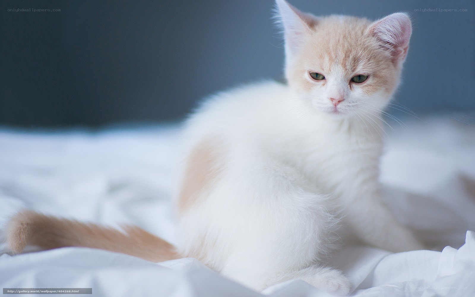 fluffy white kitten