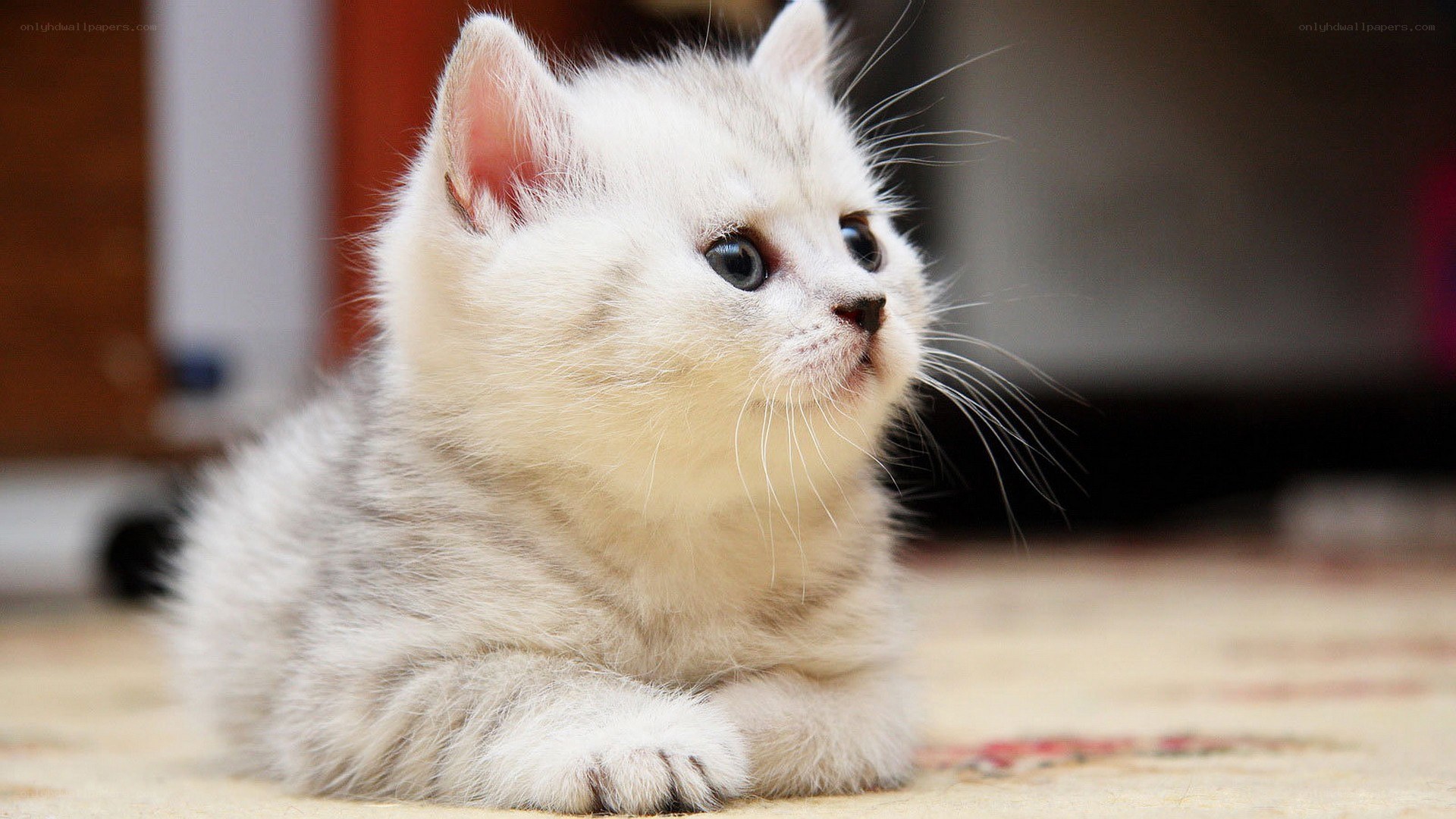 fluffy white kitten