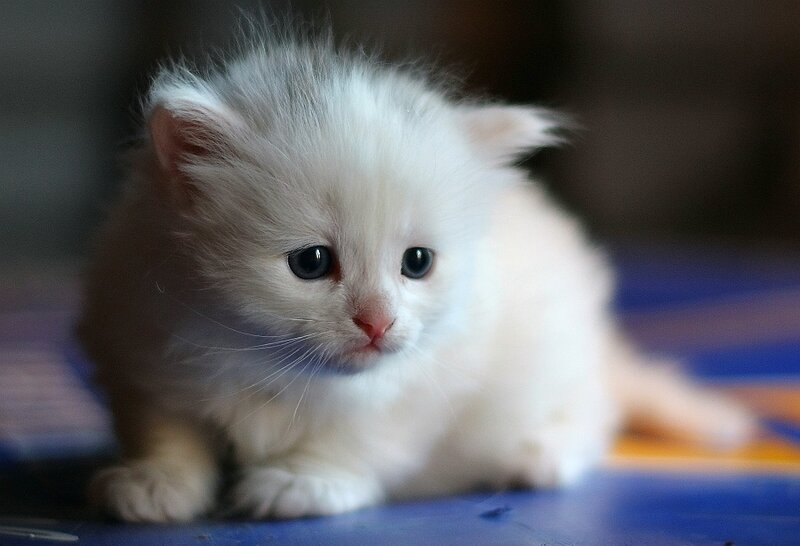 fluffy white kitten