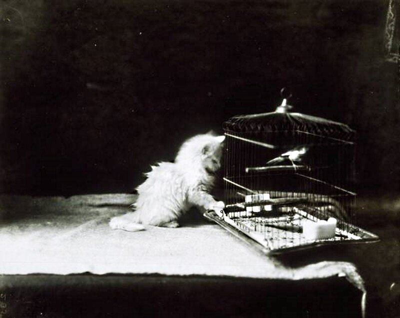 Fluffy White Kitten — Black, Dramatic, Photograph, Birdcage