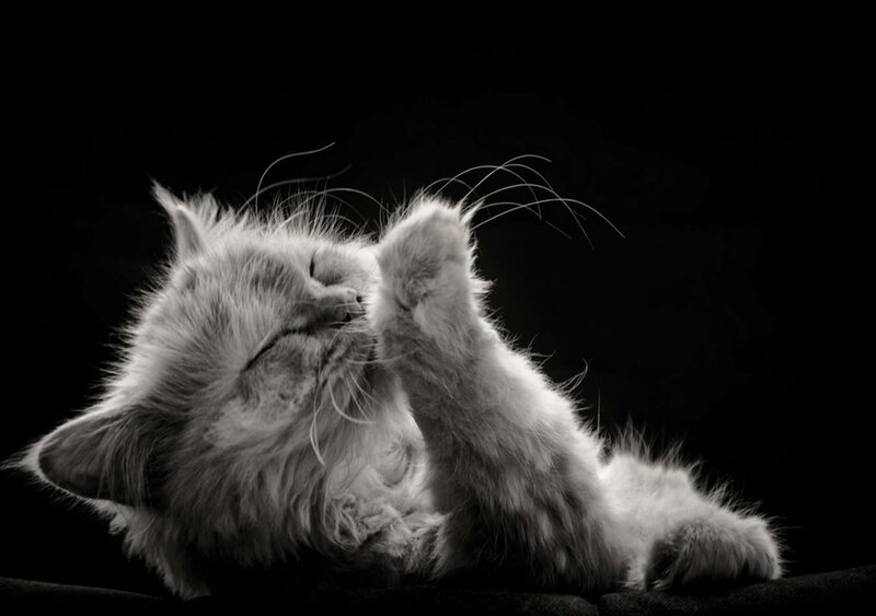 Fluffy White Kitten — Black, Dramatic, Photograph