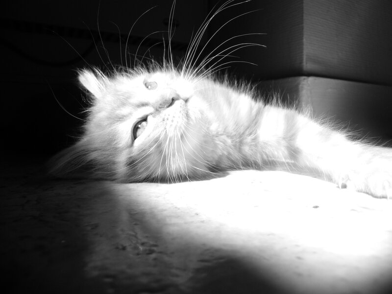 Fluffy White Kitten — Black, Dramatic, Photograph, Whiskers
