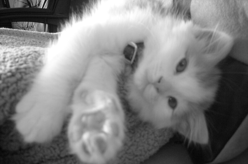 Fluffy White Kitten — Black