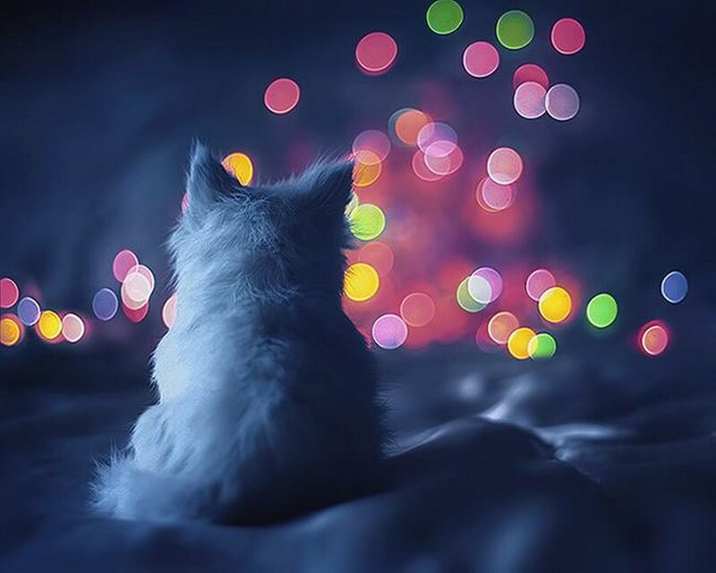 Fluffy White Kitten — Blue, Calm