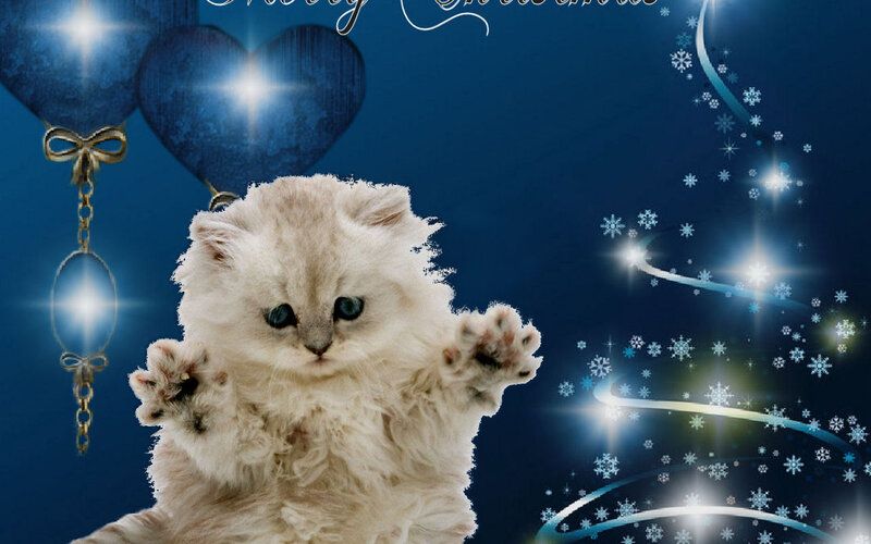 Fluffy White Kitten — Blue, Festive