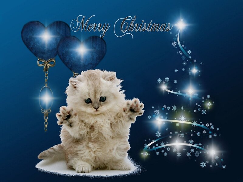 Fluffy White Kitten — Blue, Festive, Winter
