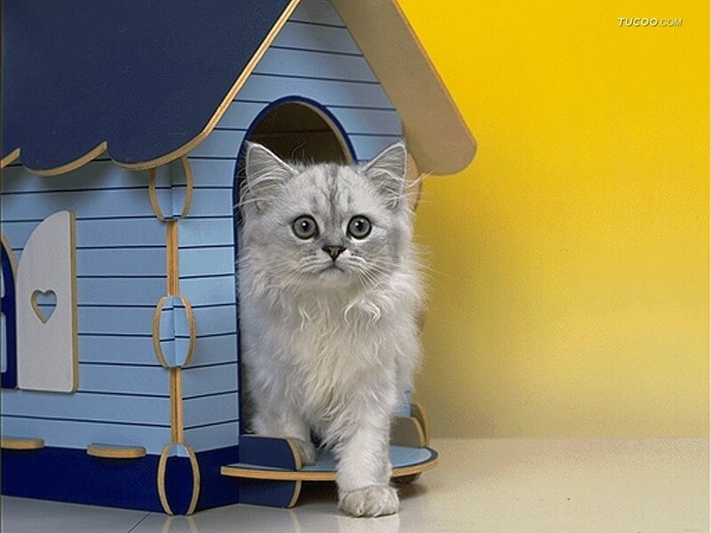 Fluffy White Kitten — Blue, Innocent
