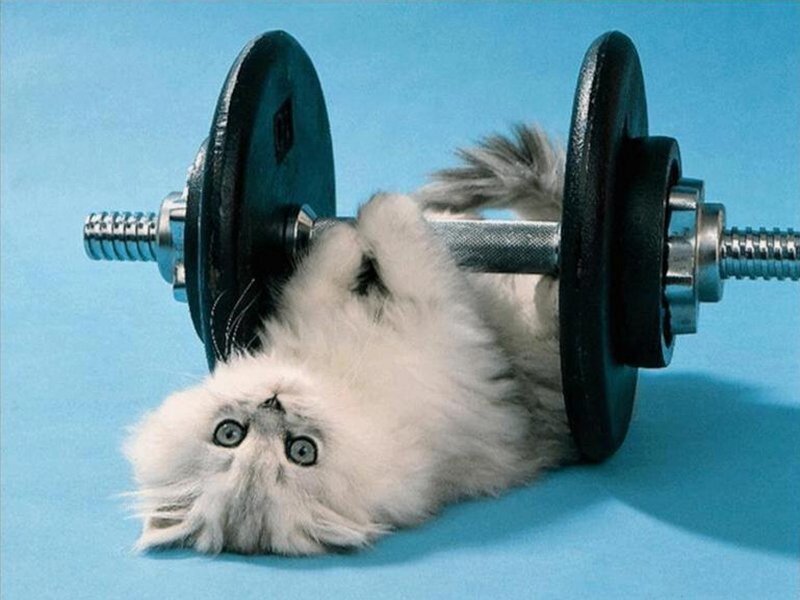 Fluffy White Kitten — Blue, Playful, Photograph, Dumbbell