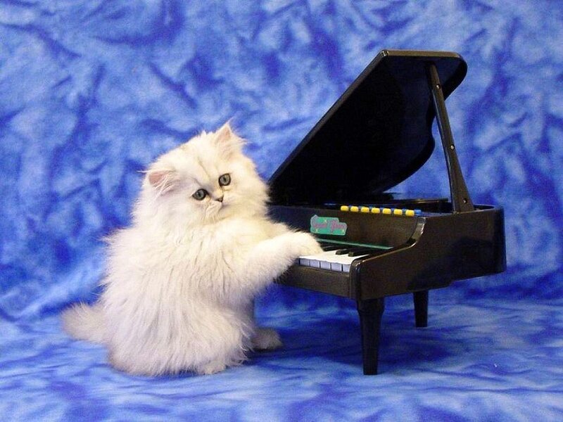 Fluffy White Kitten — Blue, Playful, Photograph, Piano