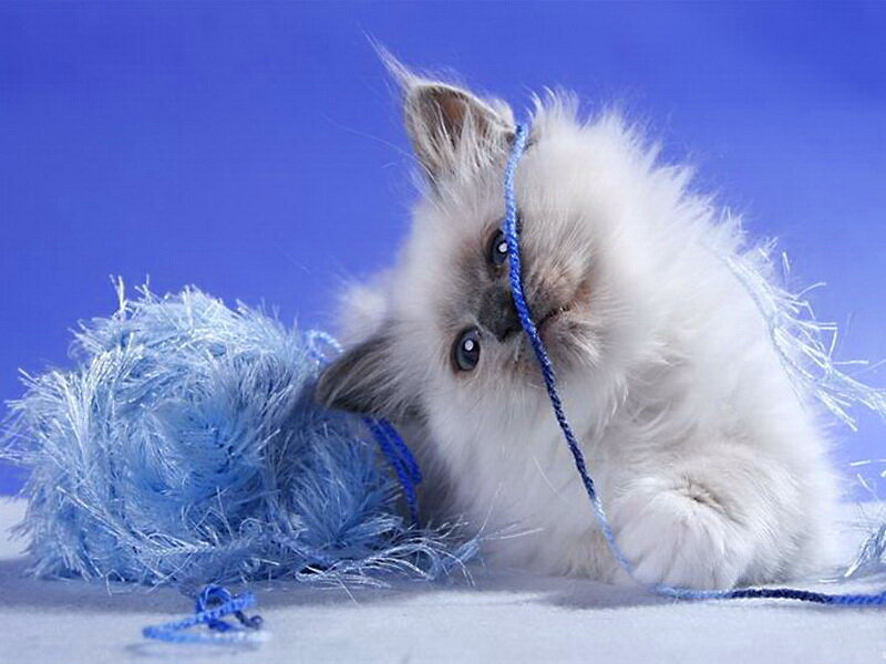 Fluffy White Kitten — Blue, Playful, Photograph