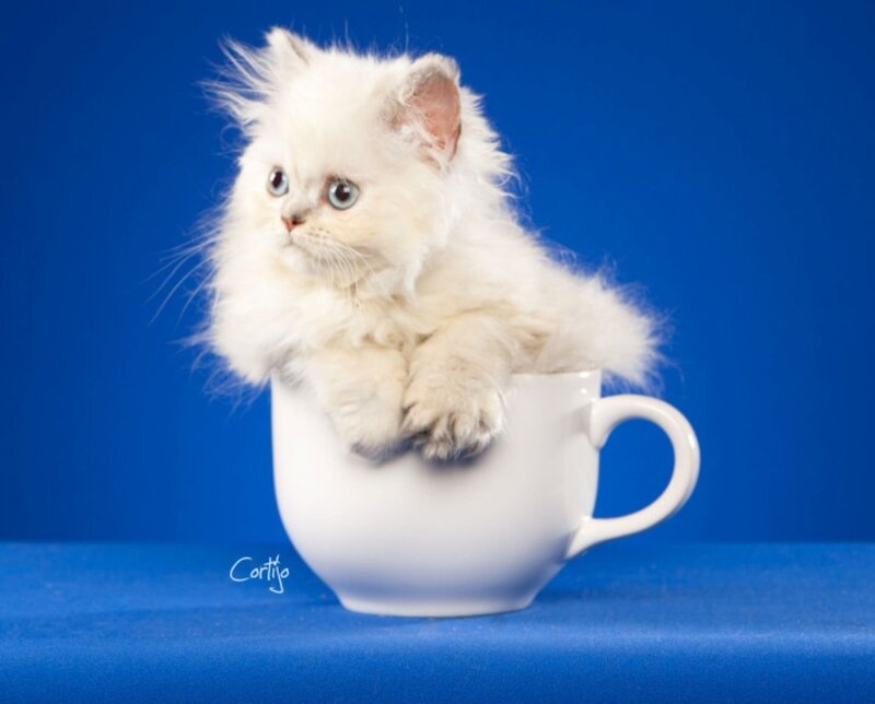 Fluffy White Kitten — Blue