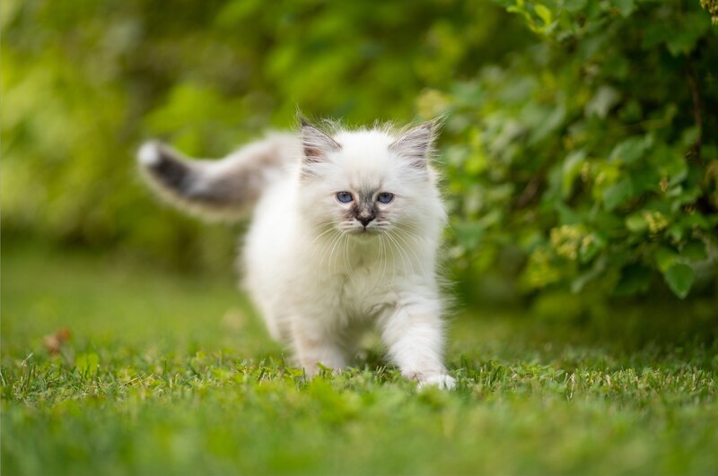 Fluffy White Kitten — Calm, Afternoon, Photograph, Grass, Greenery