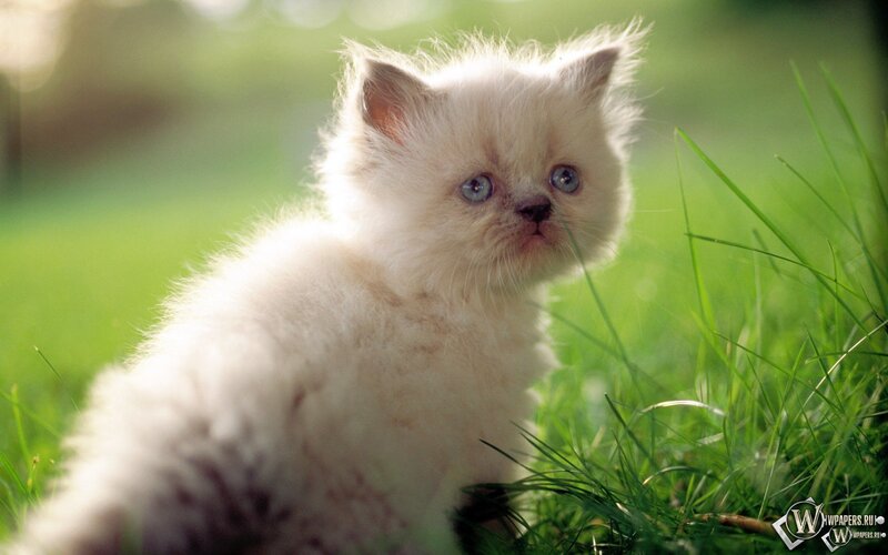 Fluffy White Kitten — Calm, Afternoon, Photograph, Grass