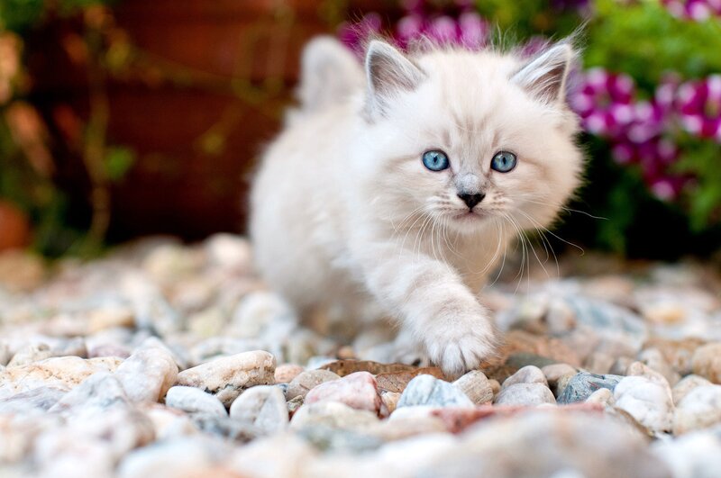 Fluffy White Kitten — Calm, Afternoon, Photograph, Rocks
