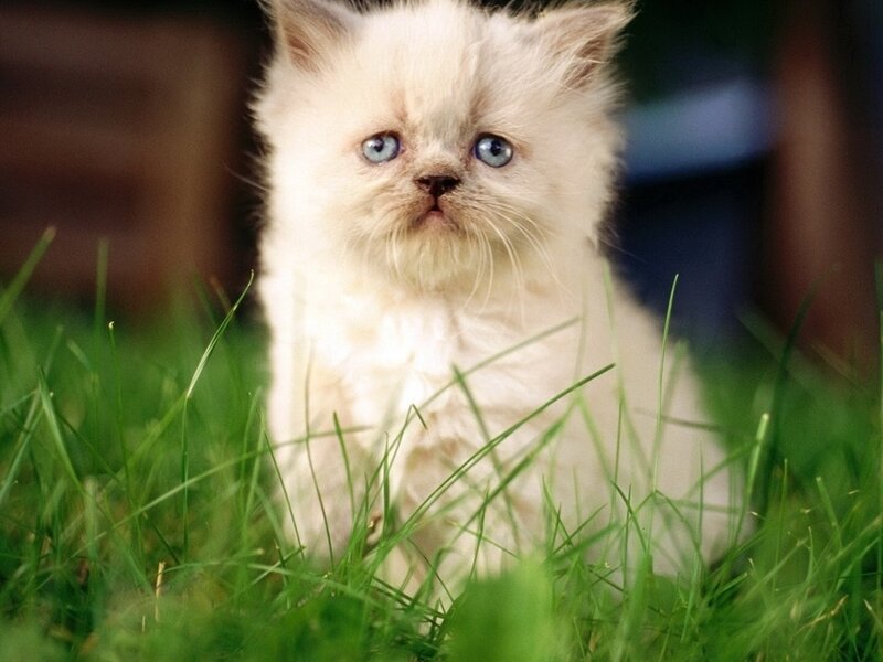 Fluffy White Kitten — Calm, Afternoon, Photograph