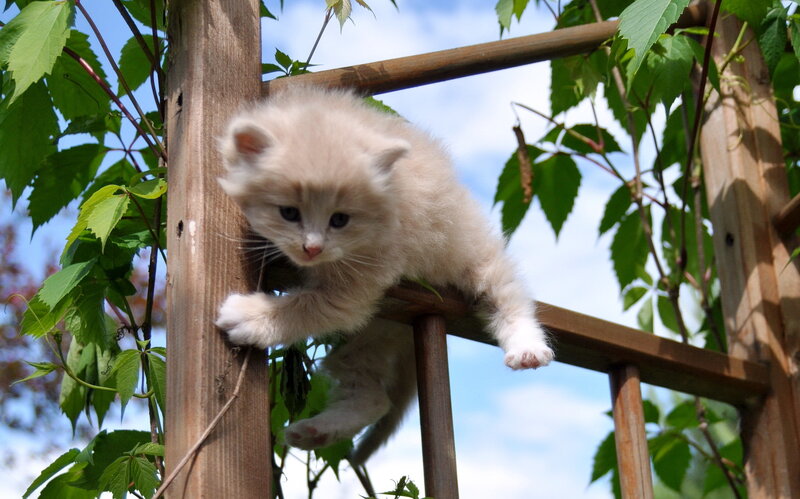 Fluffy White Kitten — Calm, Afternoon, Photograph, Wooden Ladder