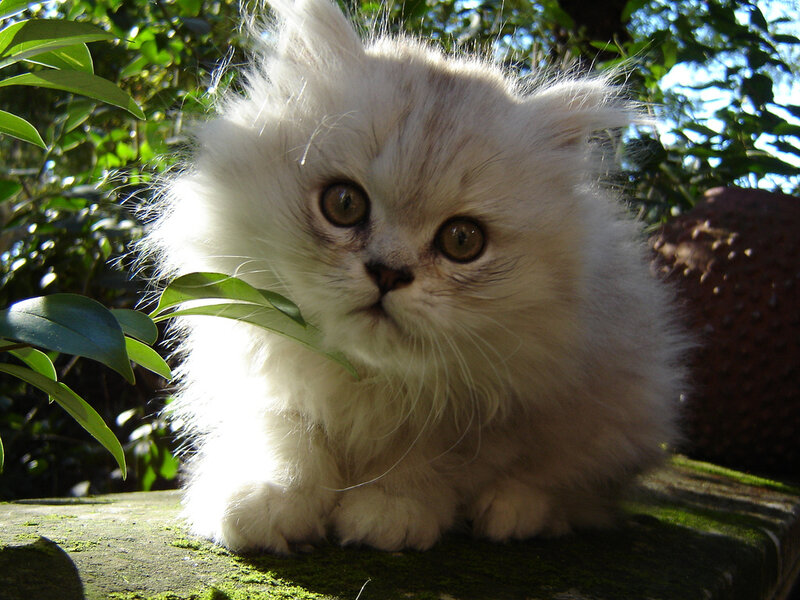 Fluffy White Kitten — Calm, Afternoon