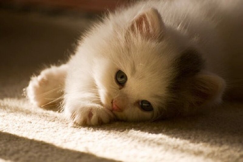 Fluffy White Kitten — Calm, Morning, Photograph