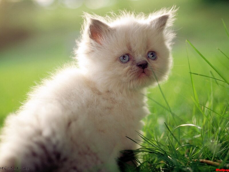 Fluffy White Kitten — Calm, Morning