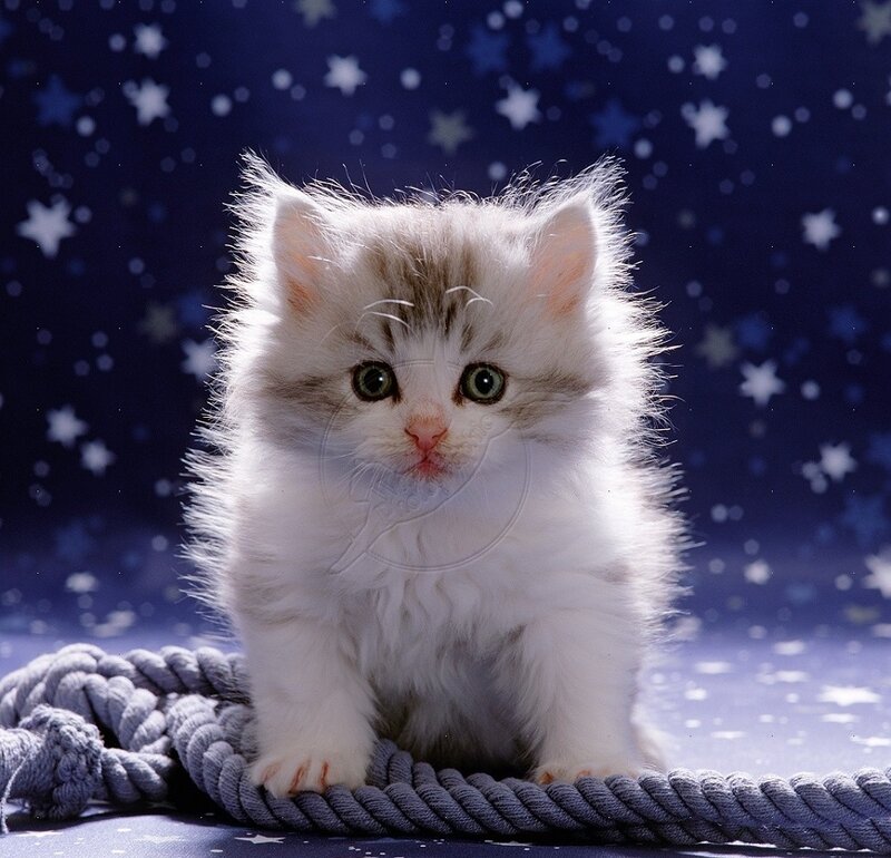 Fluffy White Kitten — Calm, Night