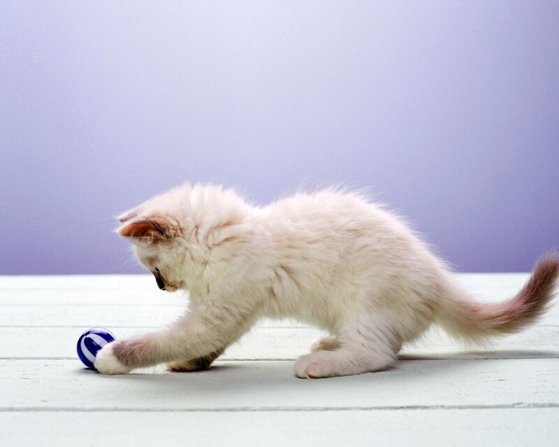 Fluffy White Kitten — Calm, Photograph, Ball