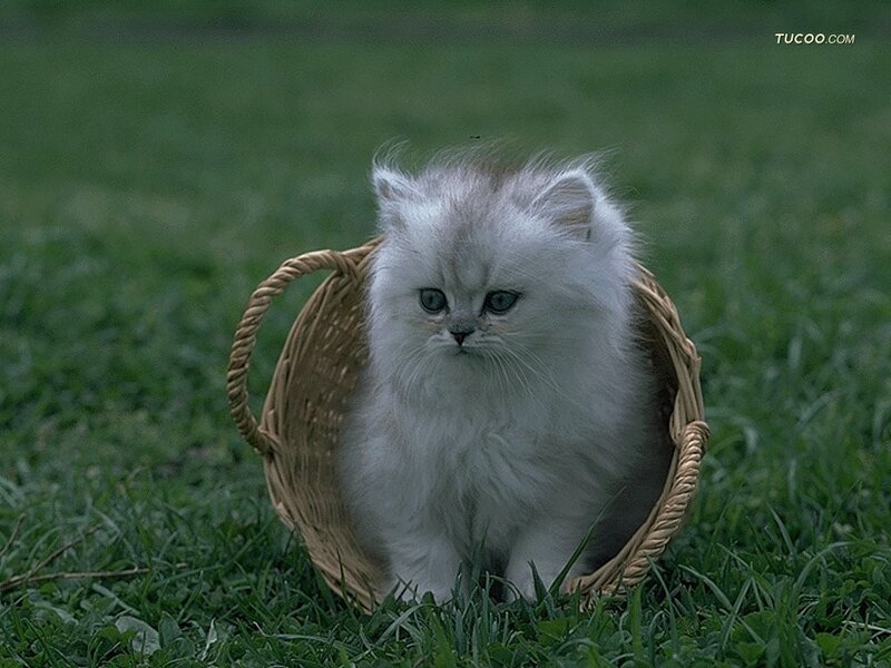 Fluffy White Kitten — Calm, Photograph, Basket