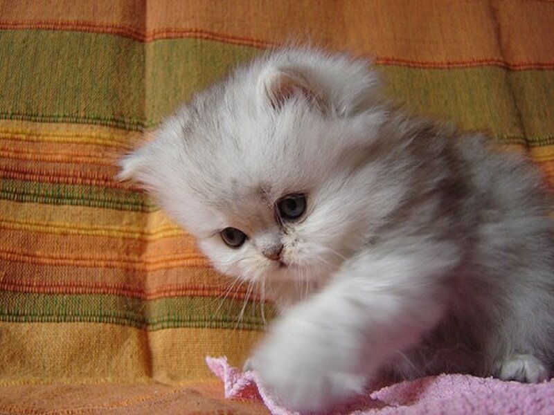 Fluffy White Kitten — Calm, Photograph, Blanket, Fabric