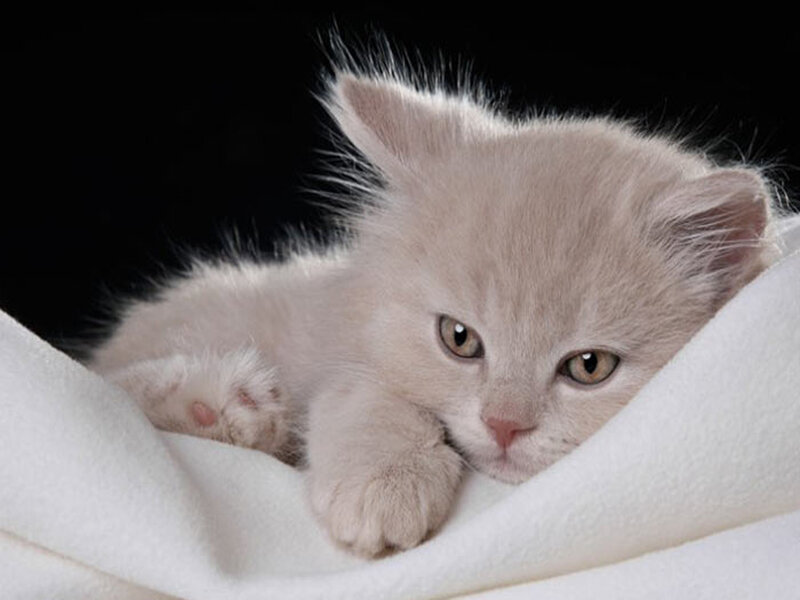 Fluffy White Kitten — Calm, Photograph, Blanket