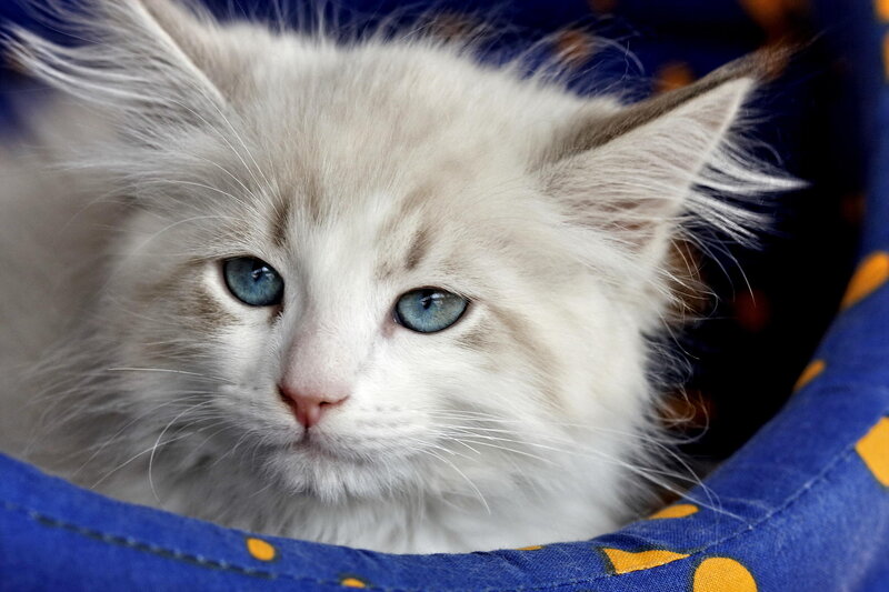 Fluffy White Kitten — Calm, Photograph, Blue Fabric