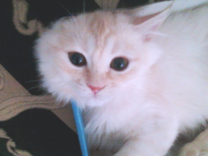 Fluffy White Kitten — Calm, Photograph, Blue Object