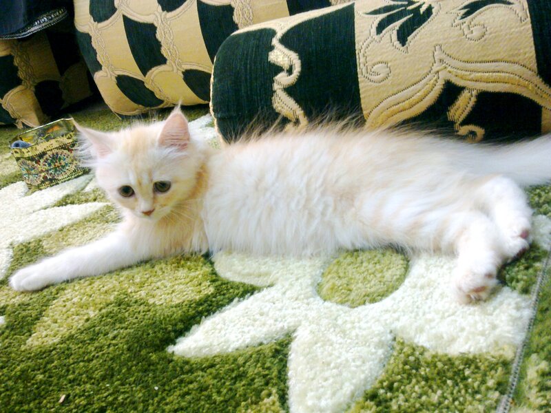 Fluffy White Kitten — Calm, Photograph, Carpet, Cushion