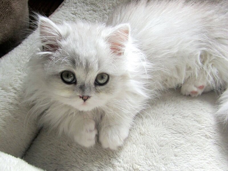 Fluffy White Kitten — Calm, Photograph, Cat, Blanket