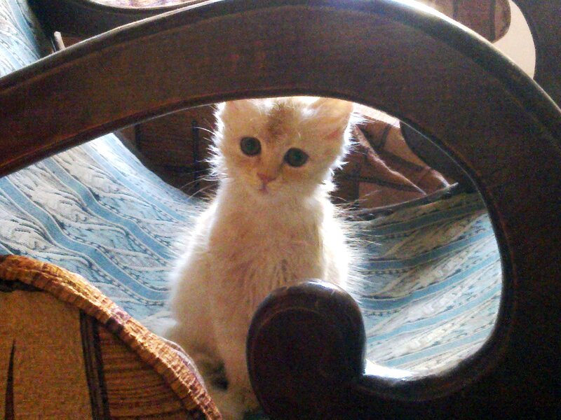 Fluffy White Kitten — Calm, Photograph, Cat, Chair