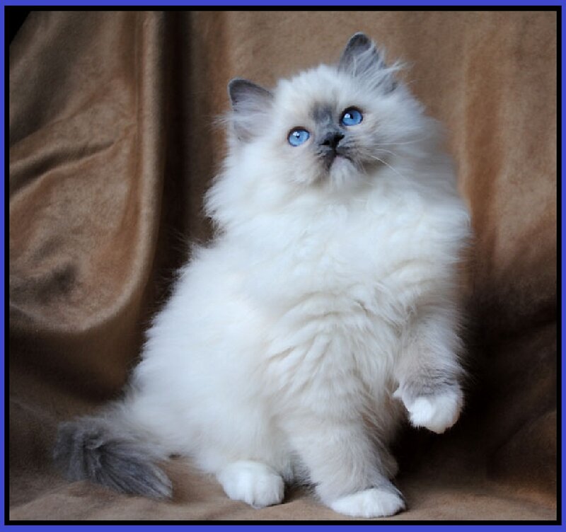 Fluffy White Kitten — Calm, Photograph, Cat, Fabric
